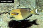 acanthurus olivaceus acanthurus olivaceus