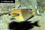 acanthurus olivaceus