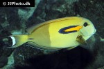 acanthurus olivaceus