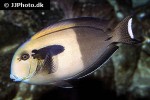 acanthurus olivaceus