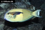 acanthurus olivaceus