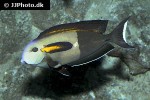 acanthurus olivaceus acanthurus olivaceus