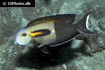 acanthurus olivaceus