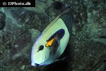 acanthurus olivaceus