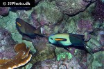 acanthurus olivaceus