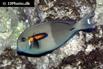 acanthurus olivaceus