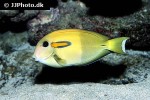 acanthurus olivaceus acanthurus olivaceus