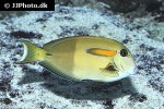 acanthurus olivaceus acanthurus olivaceus