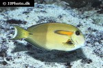 acanthurus olivaceus