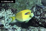 acanthurus olivaceus