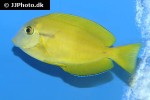 acanthurus olivaceus acanthurus olivaceus