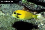 acanthurus olivaceus acanthurus olivaceus