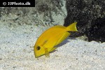 acanthurus olivaceus acanthurus olivaceus
