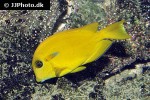 acanthurus olivaceus acanthurus olivaceus