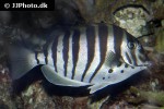 acanthurus polyzona acanthurus polyzona