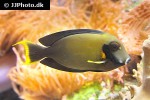 acanthurus pyroferus acanthurus pyroferus