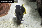 acanthurus pyroferus acanthurus pyroferus