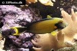 acanthurus pyroferus acanthurus pyroferus