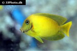 acanthurus pyroferus acanthurus pyroferus