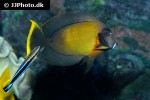 acanthurus pyroferus acanthurus pyroferus
