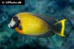 acanthurus pyroferus acanthurus pyroferus
