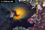 acanthurus pyroferus acanthurus pyroferus