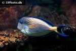 acanthurus sohal acanthurus sohal