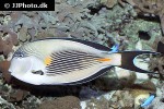 acanthurus sohal acanthurus sohal