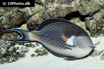 acanthurus sohal acanthurus sohal