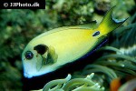 acanthurus tennentii acanthurus tennentii
