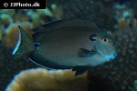 acanthurus tennentii acanthurus tennentii