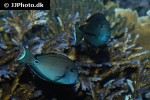 acanthurus tennentii acanthurus tennentii