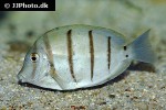 acanthurus triostegus acanthurus triostegus