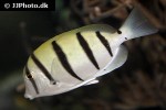 acanthurus triostegus acanthurus triostegus