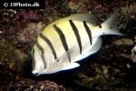 acanthurus triostegus acanthurus triostegus