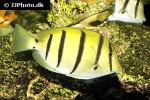 acanthurus triostegus acanthurus triostegus