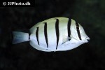 acanthurus triostegus acanthurus triostegus