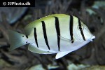 acanthurus triostegus acanthurus triostegus
