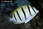 acanthurus triostegus acanthurus triostegus