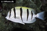 acanthurus triostegus acanthurus triostegus