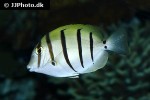acanthurus triostegus acanthurus triostegus