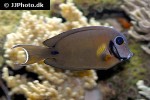 acanthurus tristis acanthurus tristis