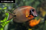 acanthurus tristis acanthurus tristis