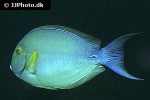 acanthurus xanthopterus acanthurus xanthopterus