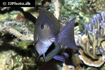 acanthurus xanthopterus acanthurus xanthopterus