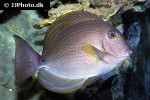 acanthurus xanthopterus acanthurus xanthopterus