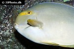 acanthurus xanthopterus acanthurus xanthopterus