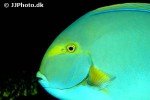 acanthurus xanthopterus acanthurus xanthopterus