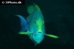 acanthurus xanthopterus acanthurus xanthopterus