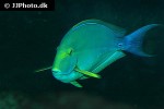 acanthurus xanthopterus acanthurus xanthopterus
